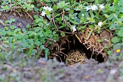 Burrowing Owl